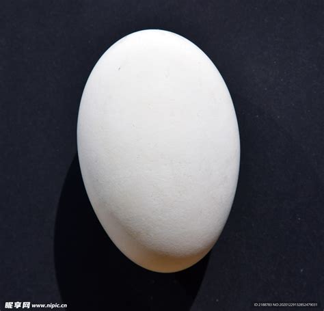 一个鹅蛋有多重