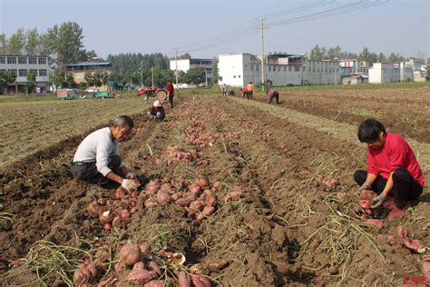 一亩种植红薯收入