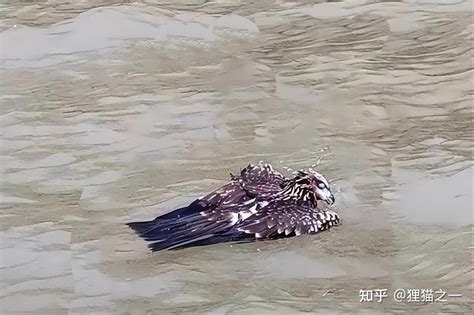 一只老鹰在南京中暑坠云江