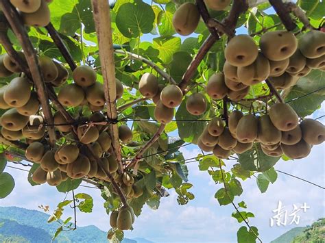 一株猕猴桃上种了4000多个果