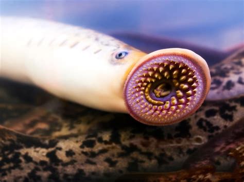 七鳃鳗是保护动物吗