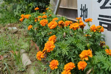万寿菊种子种植方法步骤