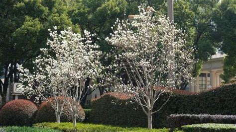上海市树和市花
