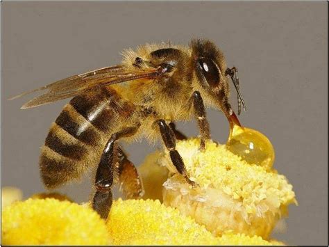 不容易分蜂的蜜蜂蜂种