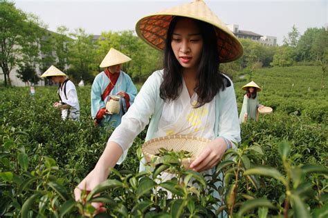 与大型茶叶公司合作的茶叶种植