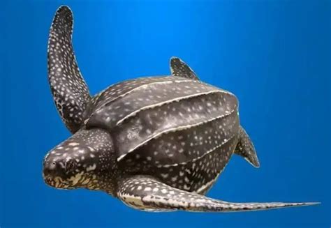 世上最大的海龟是哪种