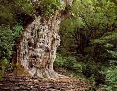 世界上最古老的树