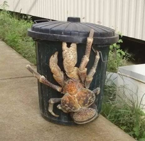 世界上最可怕的螃蟹