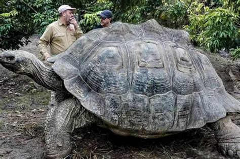 世界上最大海龟有多重