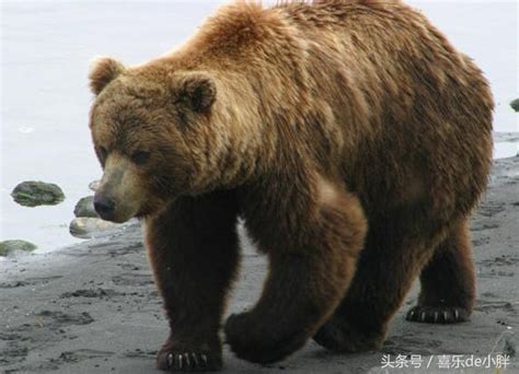 世界上最大的熊是什么熊啊