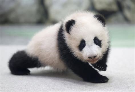 世界上最大的野生熊猫幼崽