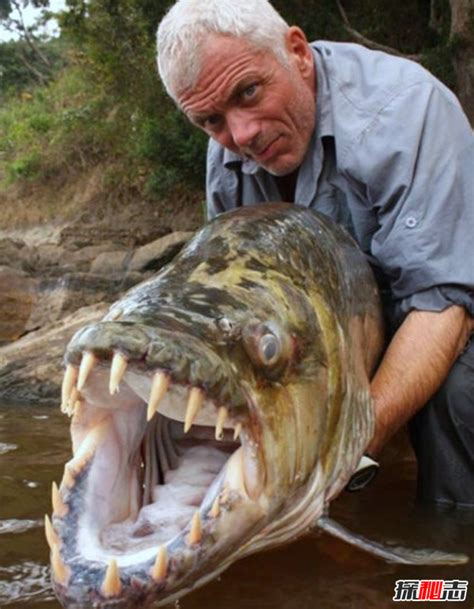 世界上最大的鱼是什么鱼