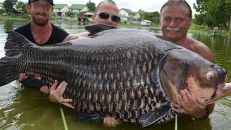 世界上最大的鲤鱼王