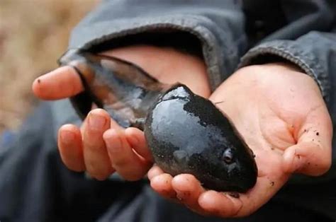世界上最小的蝌蚪图片