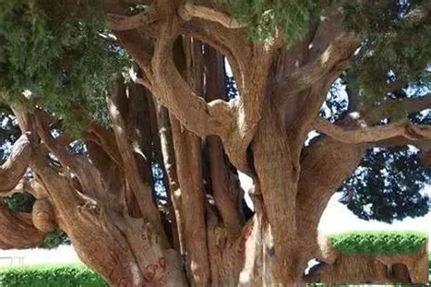 世界公认的十大古树