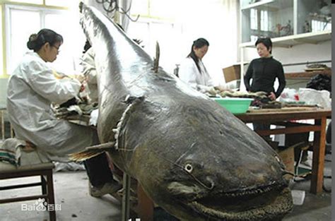 世界十大最凶淡水鱼