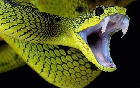世界十大有毒蛇类