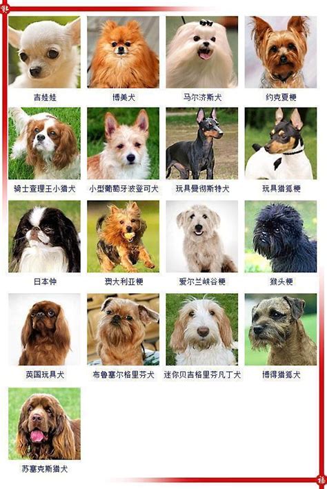 世界所有犬的品种大全