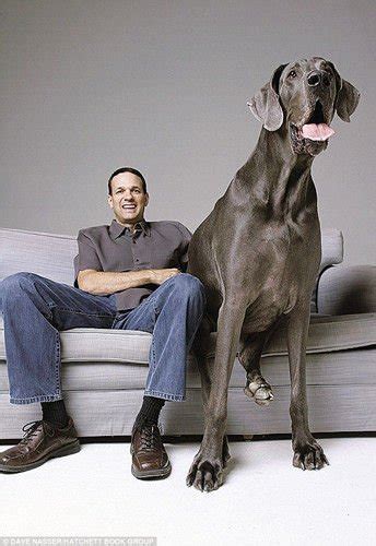 世界最高的狗去世