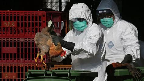 世界禽流感的最新状况