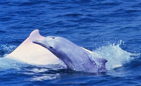 中华白海豚的栖息地在哪里