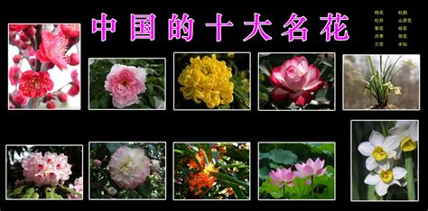 中国三十种名花图片