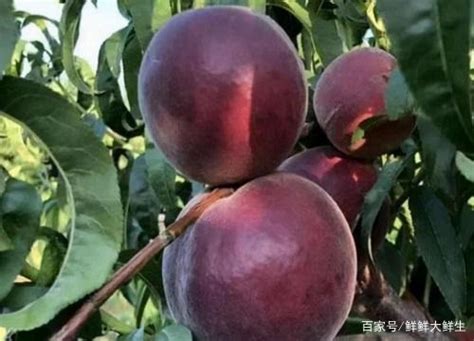 中国十大名贵果树