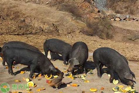 中国土猪最大的品种