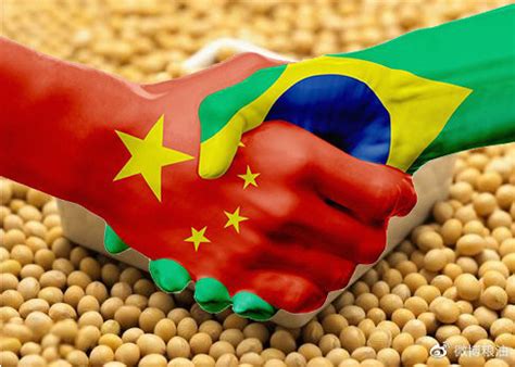 中国在巴西种大豆