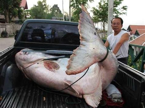 中国最大一条鱼多大