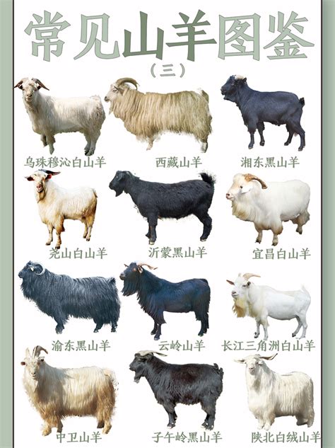 中国最好的五种羊