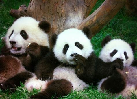 中国有多少只熊猫幼崽