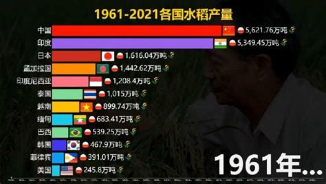 中国杂交水稻亩产量