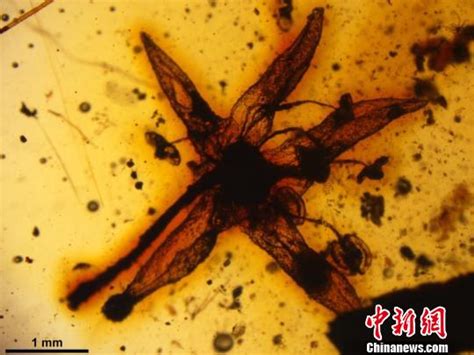 中国科学家发现的神秘花