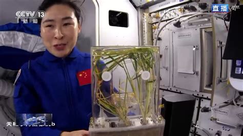 中国空间站种出水稻种子