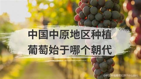 中国葡萄种植起源