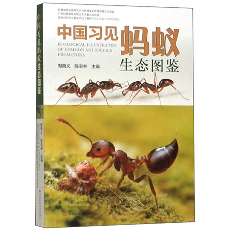 中国蚂蚁交易市场