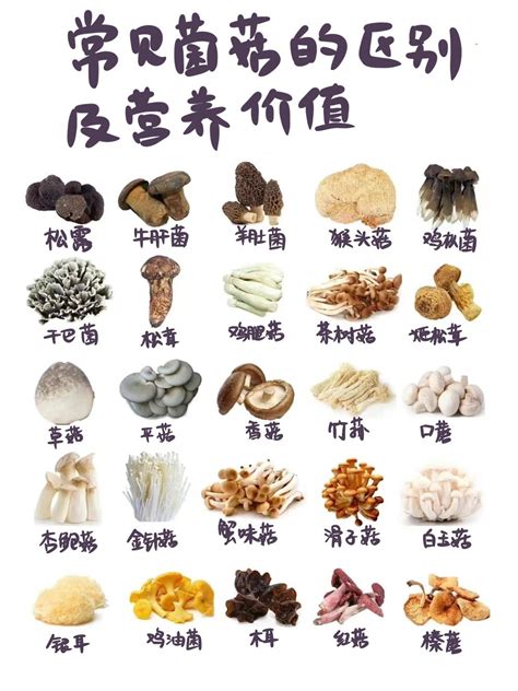 中国食用菌品种有哪些