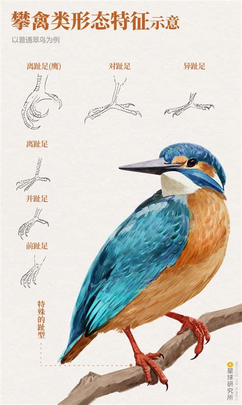 中国鸟类名称大全图片