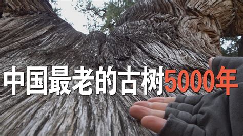 中国5000年以上古树仅存5棵