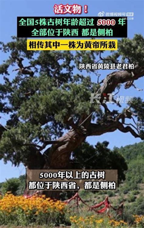 中国5000年以上的古树有5株在哪里