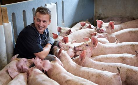 丹麦皇冠养猪集团