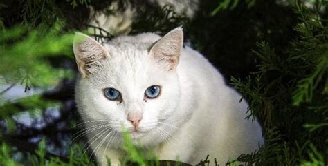 为什么不能养白猫