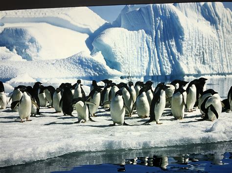 为什么企鹅在南极北极熊在北极