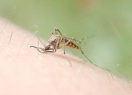 为什么天气热蚊子越来越少了