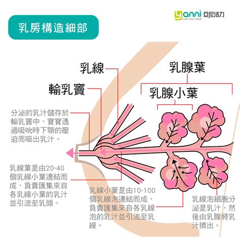 乳房生理结构解剖