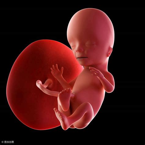 二十一周胎儿图片欣赏