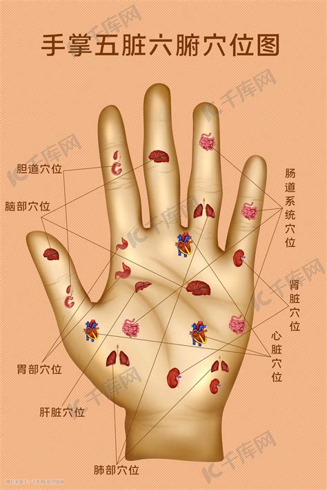 五个手指对应的器官