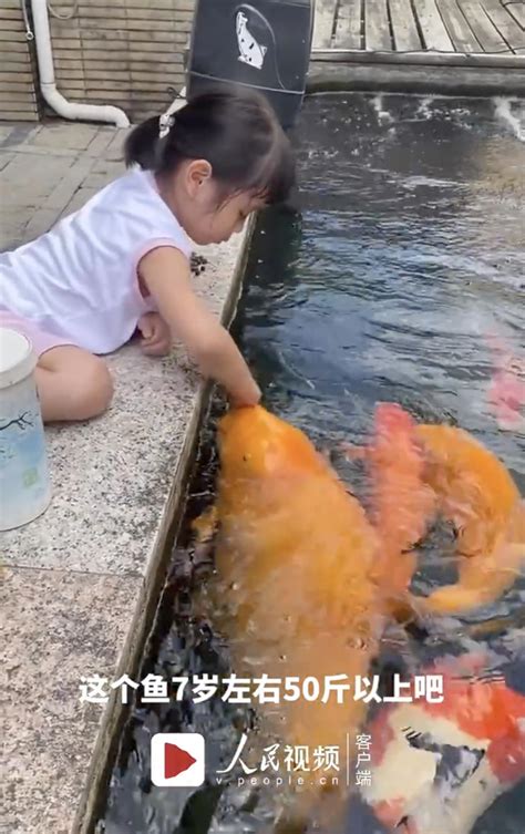 五岁小女孩投喂50斤锦鲤