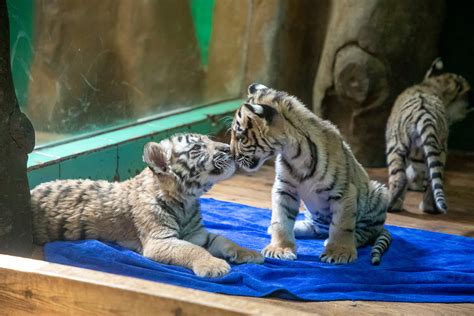 五胞胎小老虎与游客见面